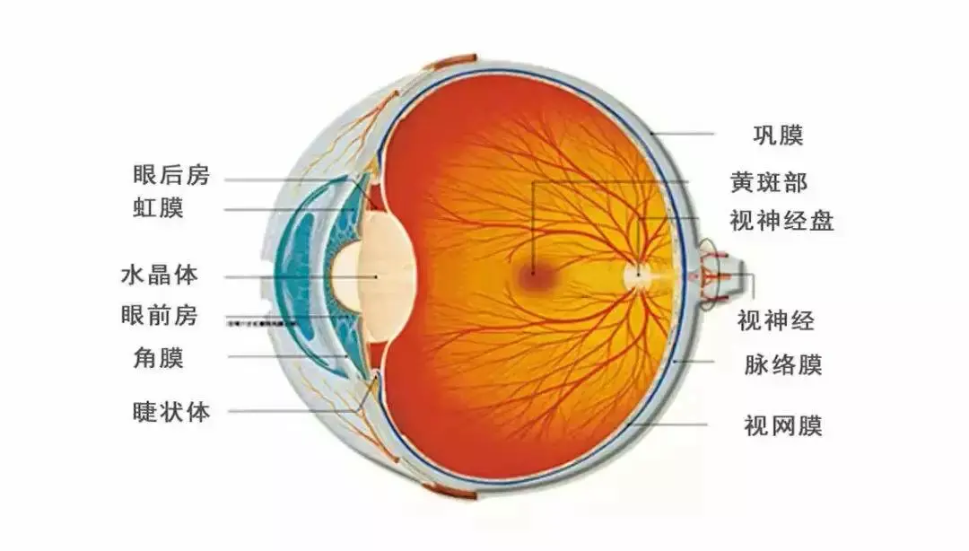 干眼症的中医治疗：滋阴明目