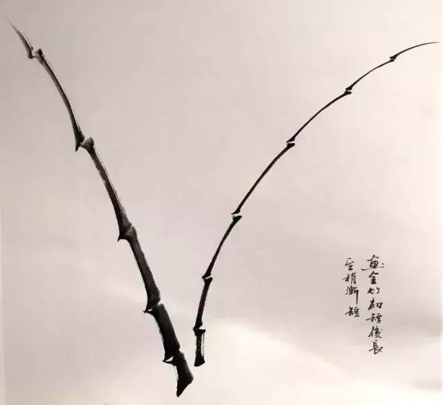 国画竹子的绘画技法，详细实用！点赞收藏