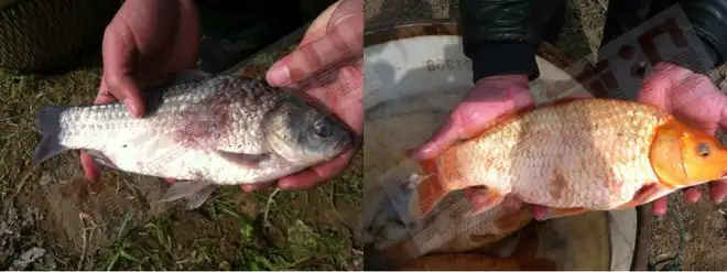 细菌防治原则__防治真菌和细菌的药物