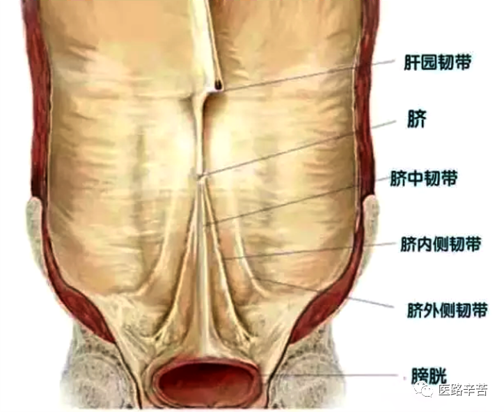 学解剖 | 腹腔镜视野下腹股沟区解剖