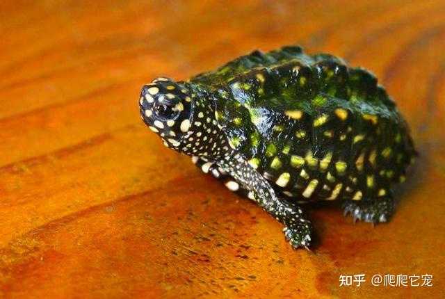 怎么饲养斑点池龟？