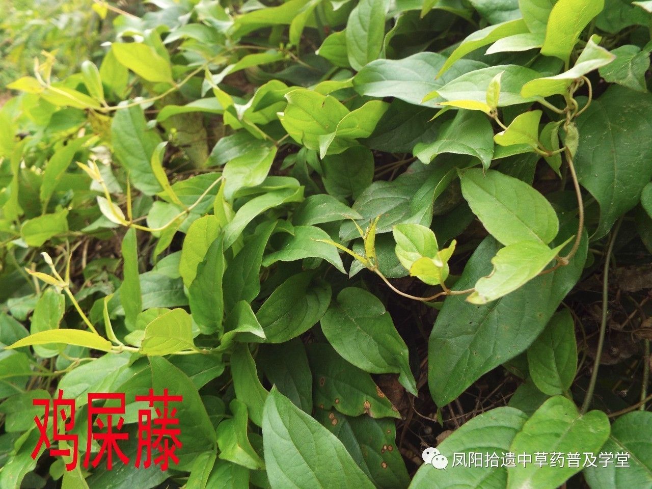 消积止痛奇药—鸡屎藤