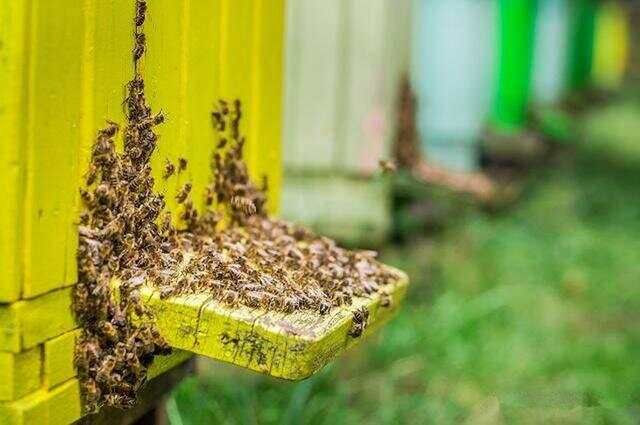 蜜蜂养殖技术｜快速检查蜂群储蜜、查王和蜂脾关系及异常应对方法