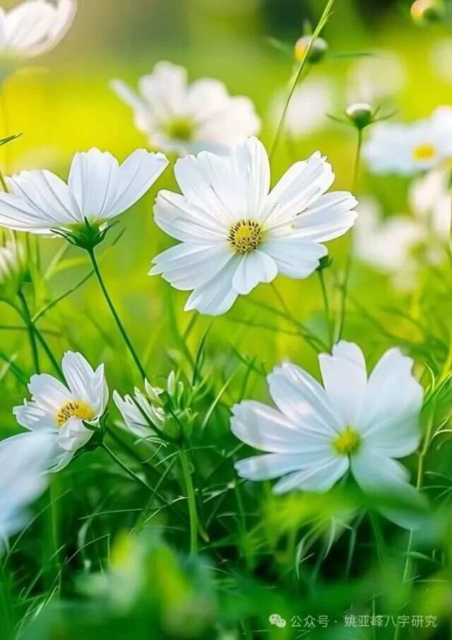 批命要点歌
