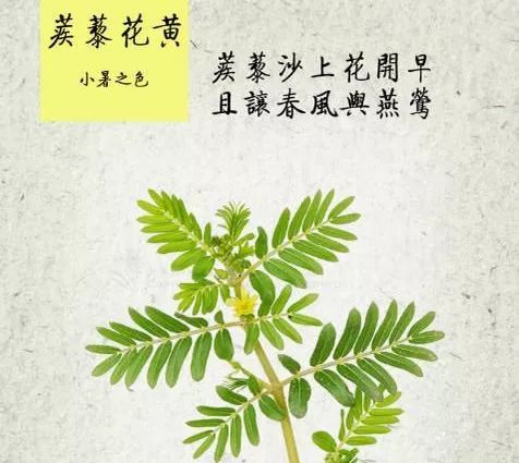 认识一味内壮神药——刺蒺藜