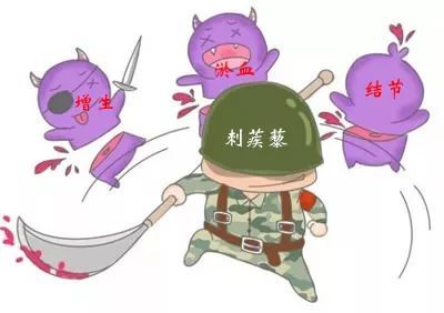 认识一味内壮神药——刺蒺藜