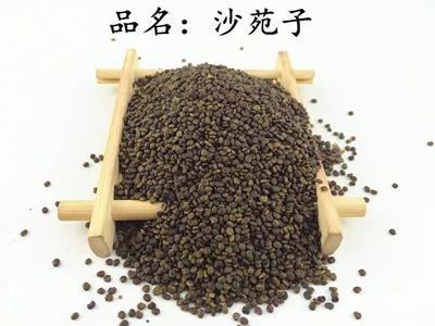 认识一味内壮神药——刺蒺藜
