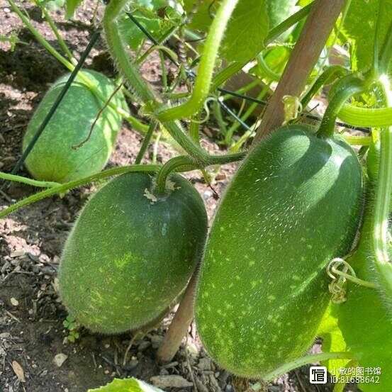 “湿气”就怕这菜，隔三差五吃1次，健脾又养胃，现在正当季，不懂...