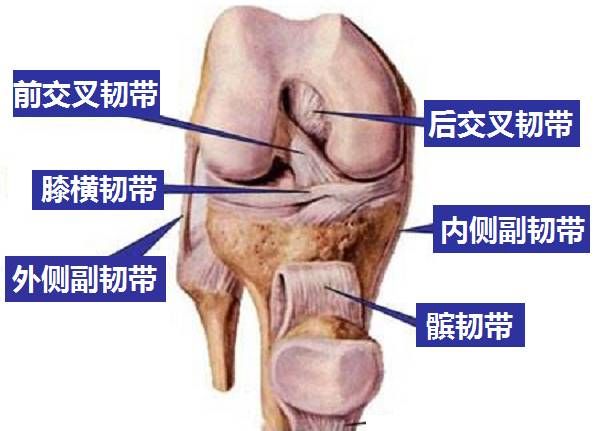 造成膝关节疼痛的3大原因，和11个最好的膝关节保护动作！