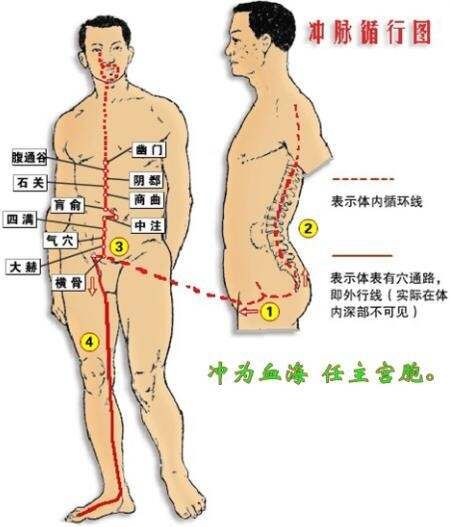 冲脉：经络循行图、穴位图、用药及主治疾病 冲脉经络图