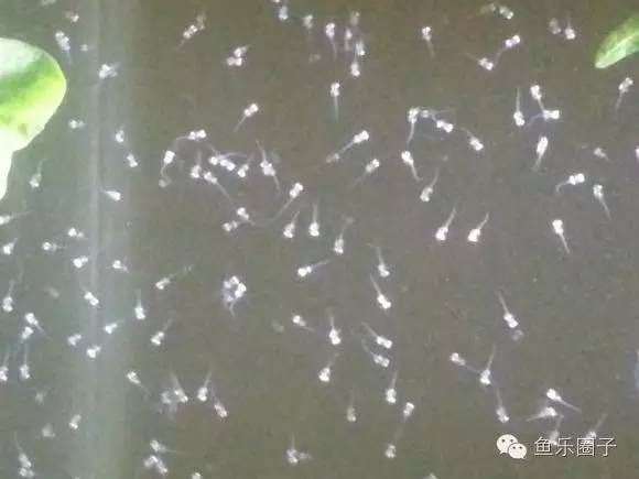 曼龙-耐活、易繁殖的热带鱼
