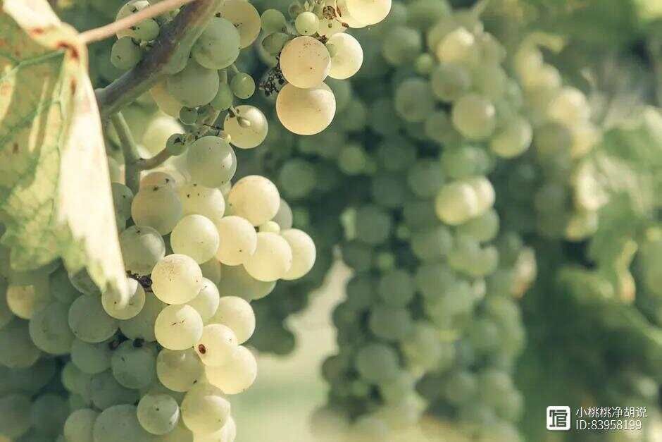 阳光玫瑰葡萄种植技术与管理，掌握这几点，阳光玫瑰葡萄的产量与...