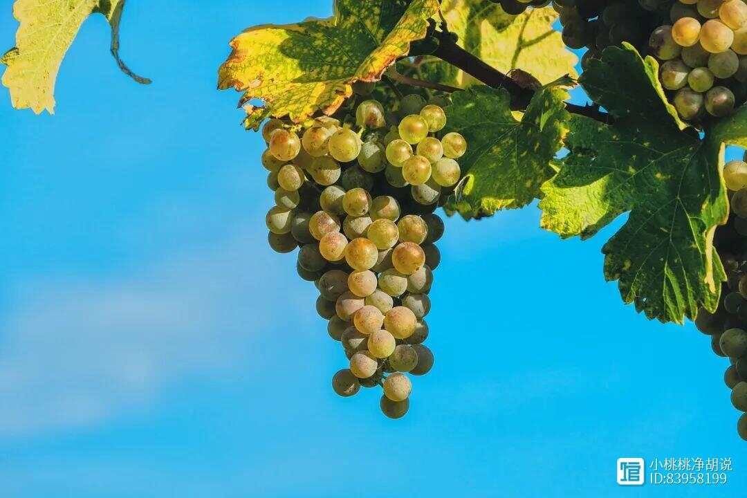 阳光玫瑰葡萄种植技术与管理，掌握这几点，阳光玫瑰葡萄的产量与...