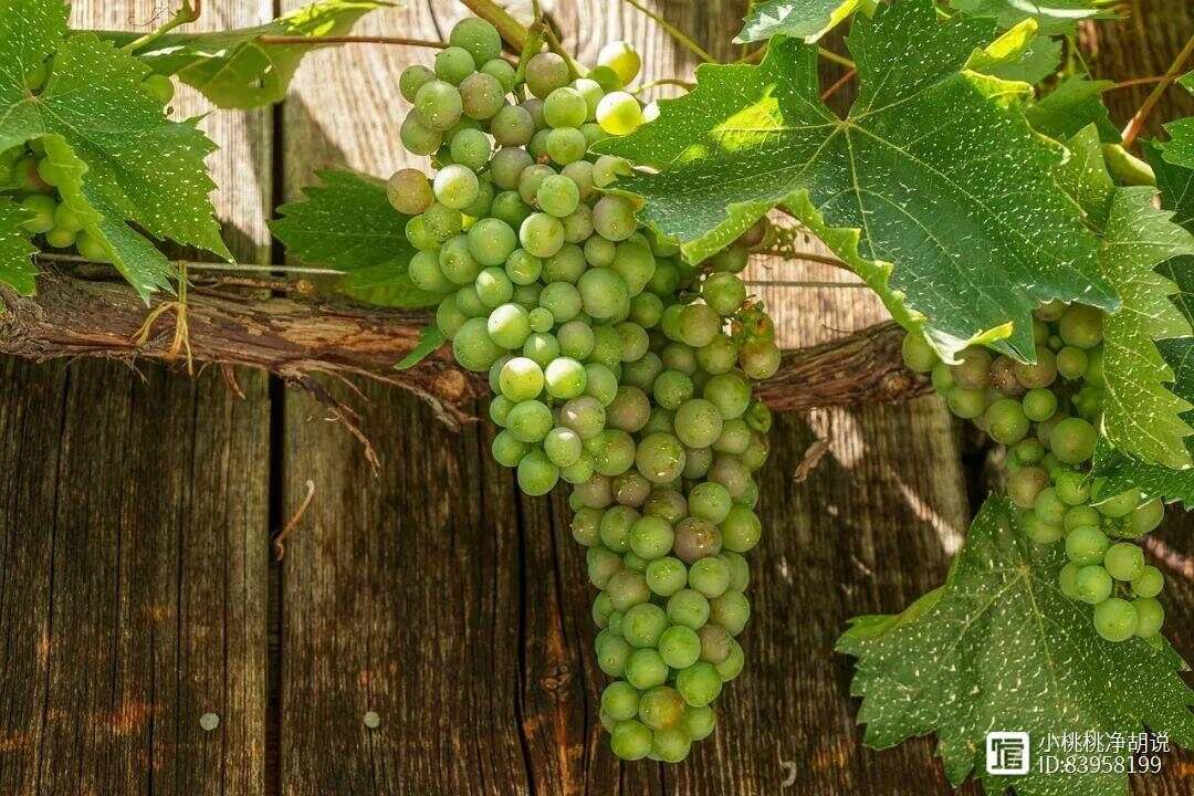 阳光玫瑰葡萄种植技术与管理，掌握这几点，阳光玫瑰葡萄的产量与...