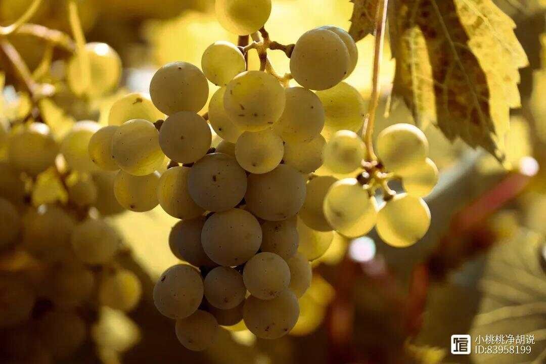 阳光玫瑰葡萄种植技术与管理，掌握这几点，阳光玫瑰葡萄的产量与...