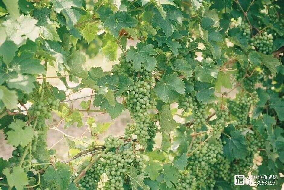 阳光玫瑰葡萄种植技术与管理，掌握这几点，阳光玫瑰葡萄的产量与...
