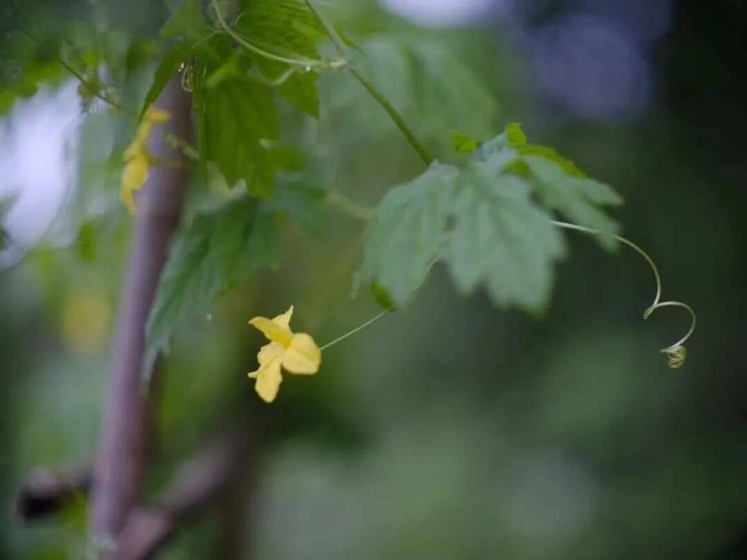 《医林误案》22-治血证，虚实寒热两误→A胃病，胃出血，降真香，...