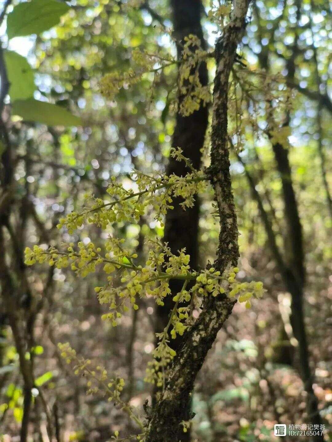 苍白秤钩风，主风湿骨痛