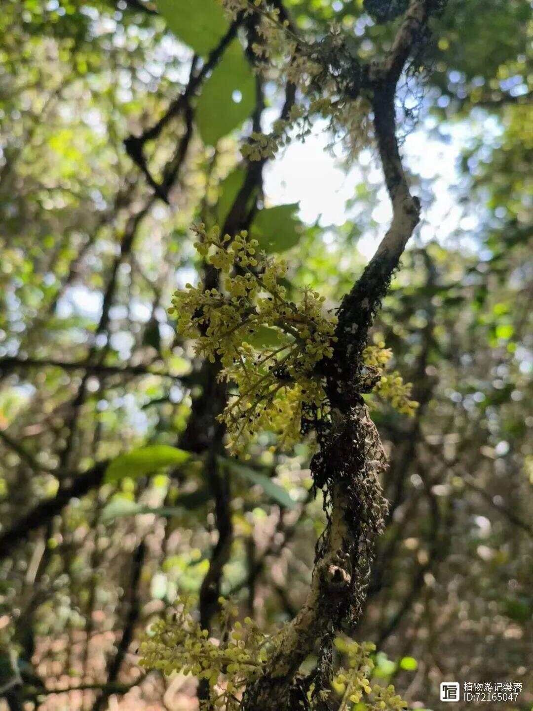 苍白秤钩风，主风湿骨痛