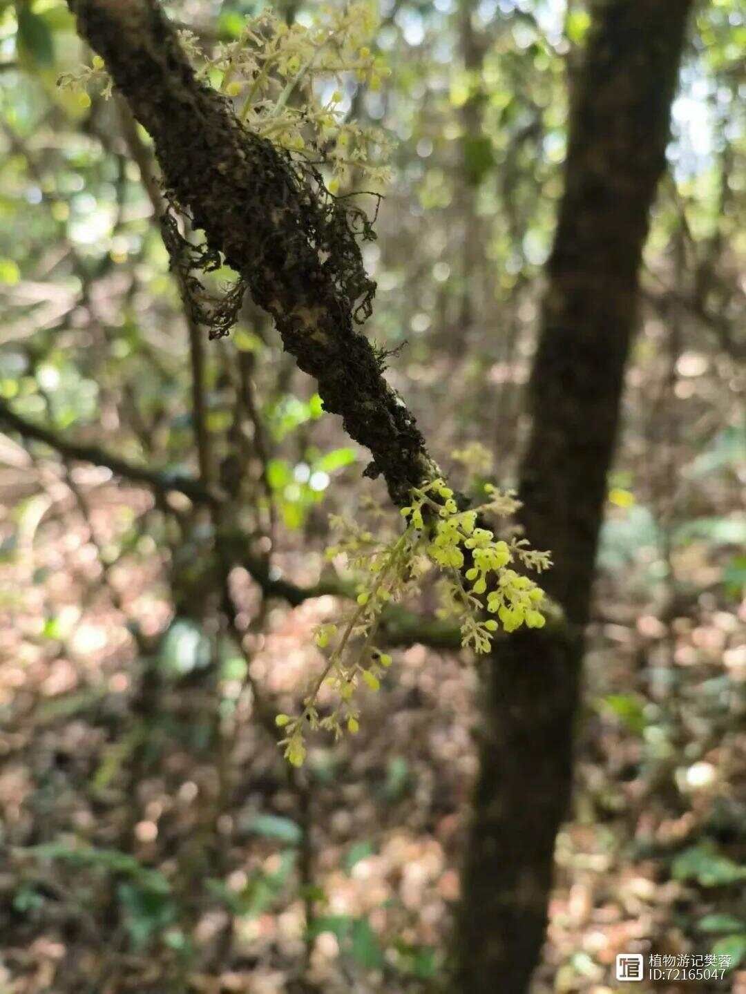 苍白秤钩风，主风湿骨痛