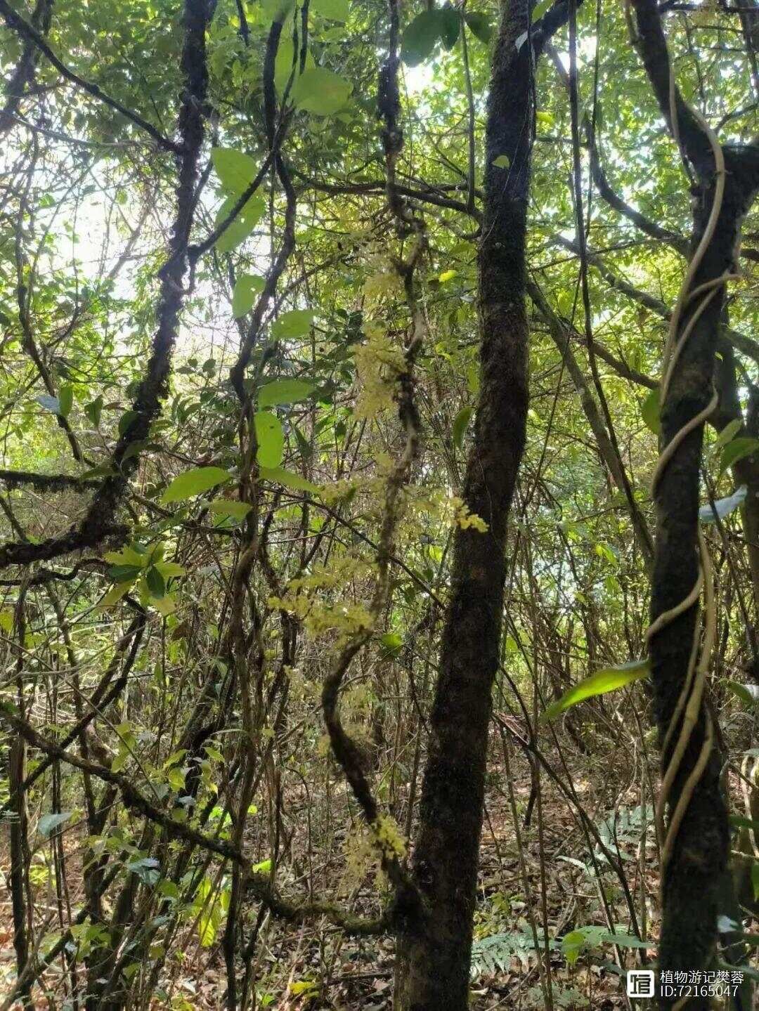 苍白秤钩风，主风湿骨痛