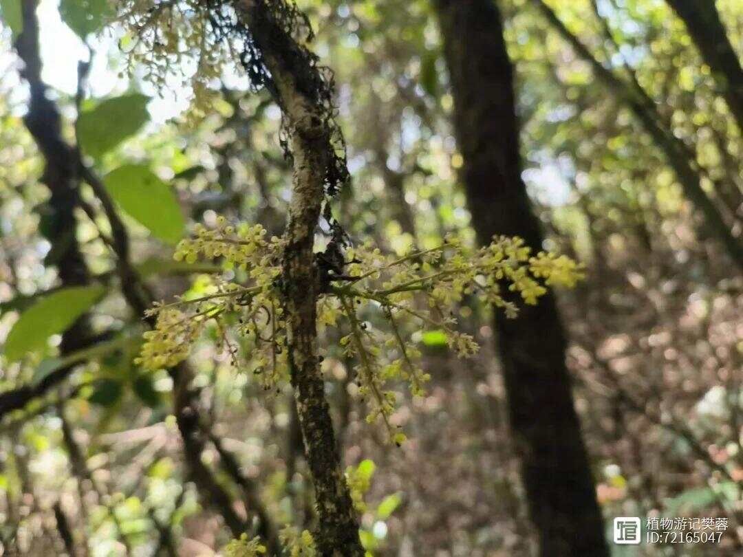 苍白秤钩风，主风湿骨痛