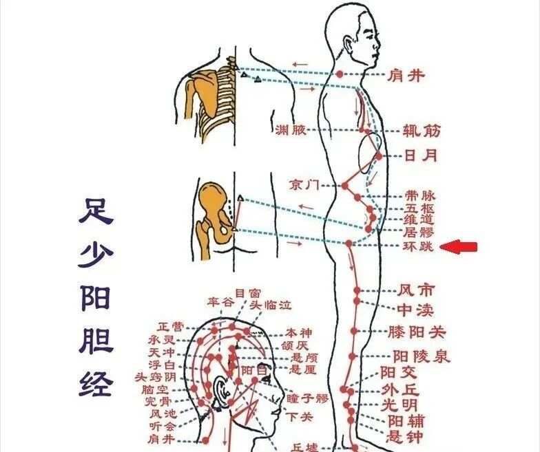 环跳穴，“上可治到腰，下可治到脚”