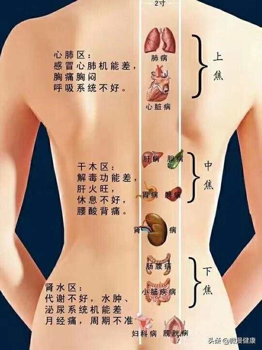 一、后背：五脏六腑的支配区中医认为人体的背部汇聚着五脏