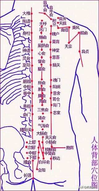 一、后背：五脏六腑的支配区中医认为人体的背部汇聚着五脏