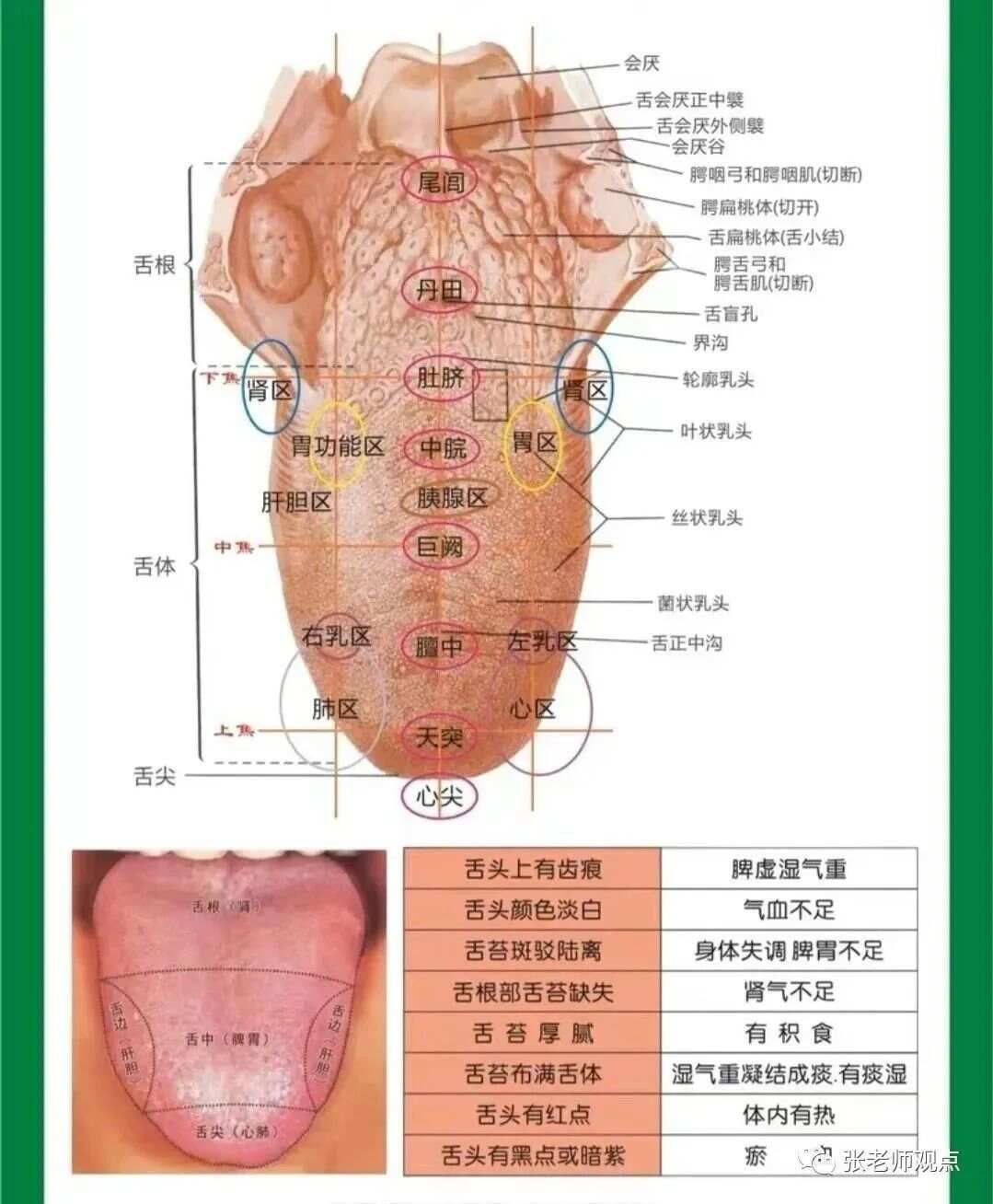学习看舌相（一）