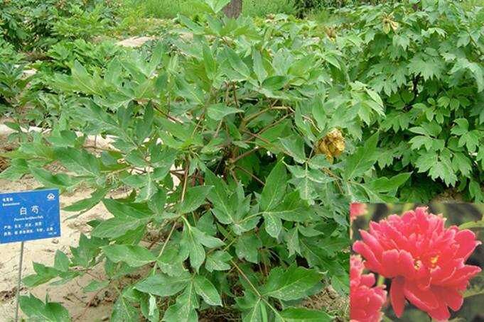 中草药图片大全 >> 内科病用药 >> 偏正头痛用药篇