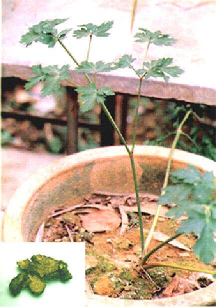 中草药图片大全 >> 内科病用药 >> 偏正头痛用药篇