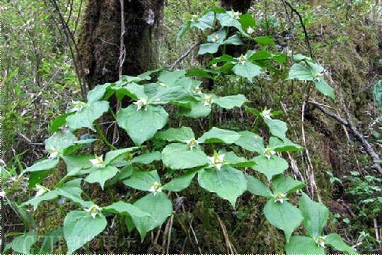 中草药图片大全 >> 内科病用药 >> 偏正头痛用药篇