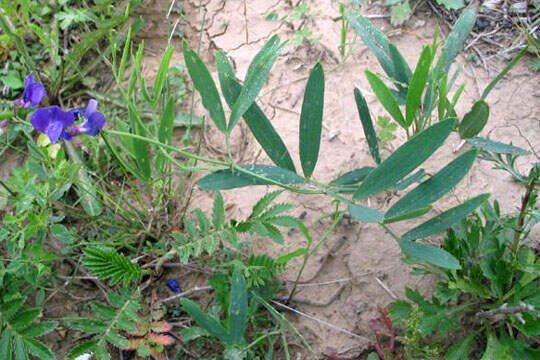 中草药图片大全 >> 内科病用药 >> 偏正头痛用药篇