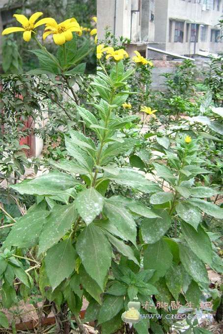 中草药图片大全 >> 伤科、骨科 >> 骨折用药篇