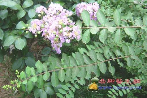 中草药图片大全 >> 伤科、骨科 >> 骨折用药篇