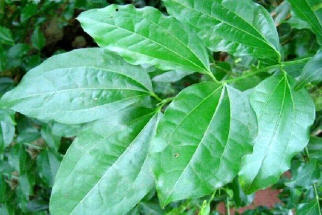 中草药图片大全 >> 伤科、骨科 >> 骨折用药篇