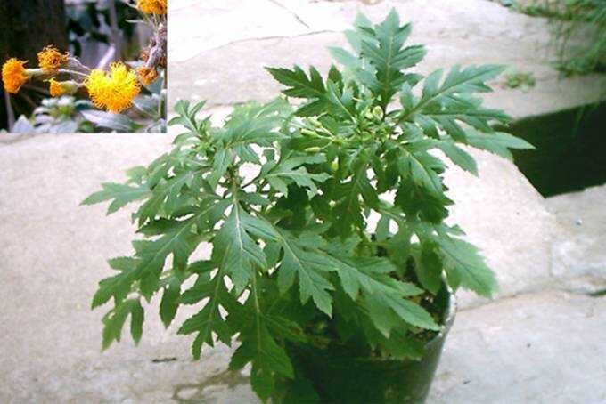 中草药图片大全 >> 伤科、骨科 >> 骨折用药篇