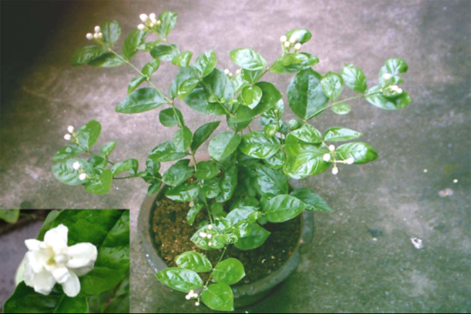 中草药图片大全 >> 伤科、骨科 >> 骨折用药篇