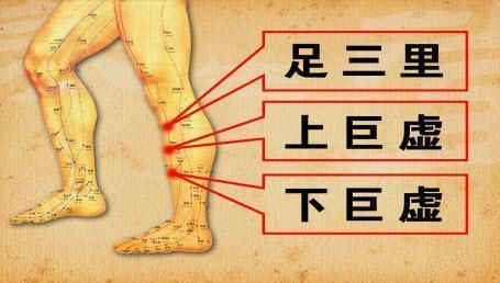 每日一穴：上巨虚穴