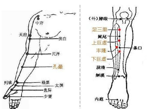 每日一穴：上巨虚穴