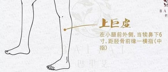 每日一穴：上巨虚穴