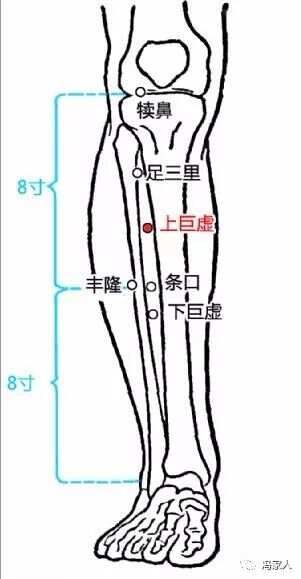 足阳明胃经——丰隆穴：祛湿化痰，第一要穴！