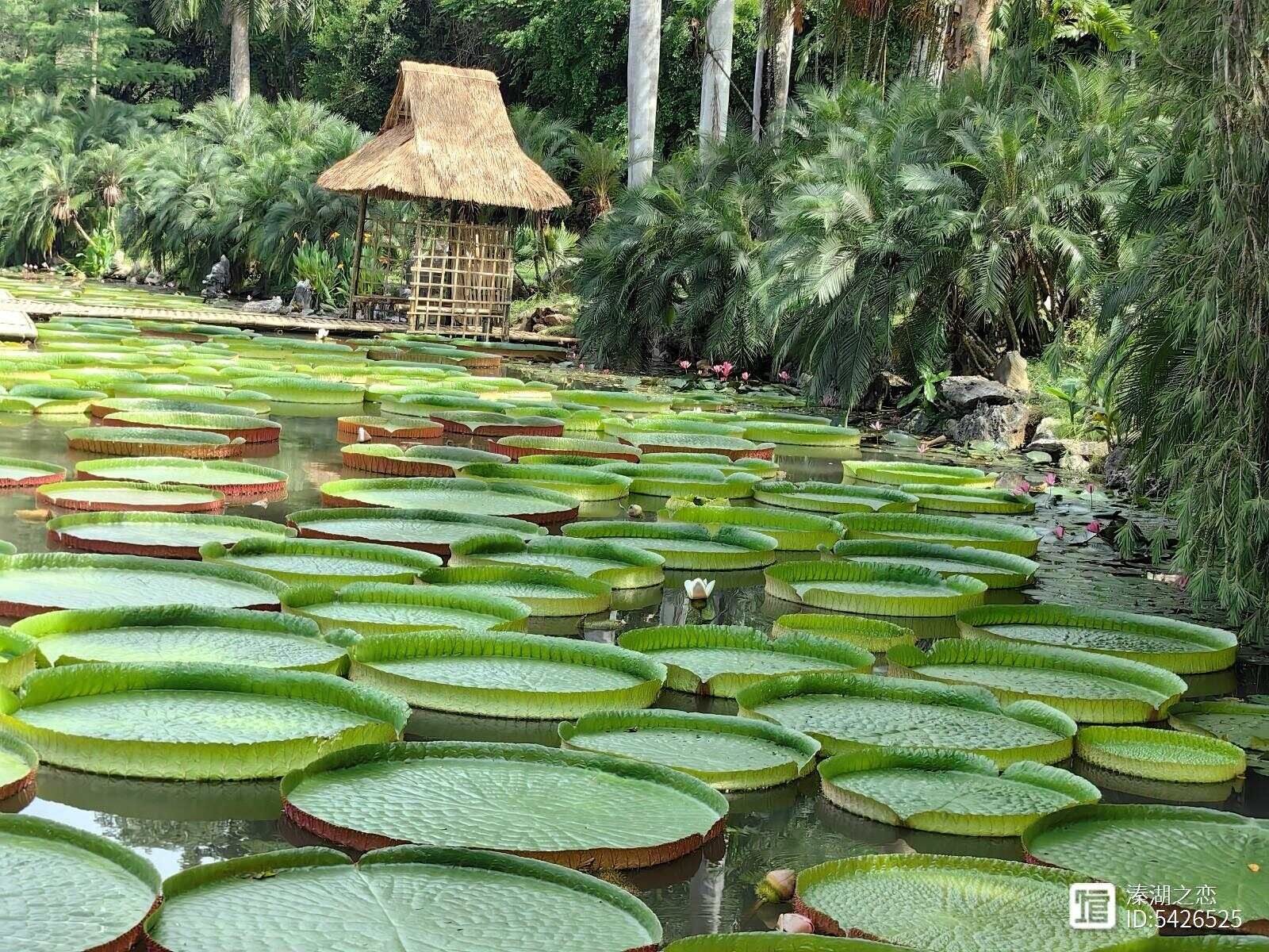游云南西双版纳中科院植物园(17)