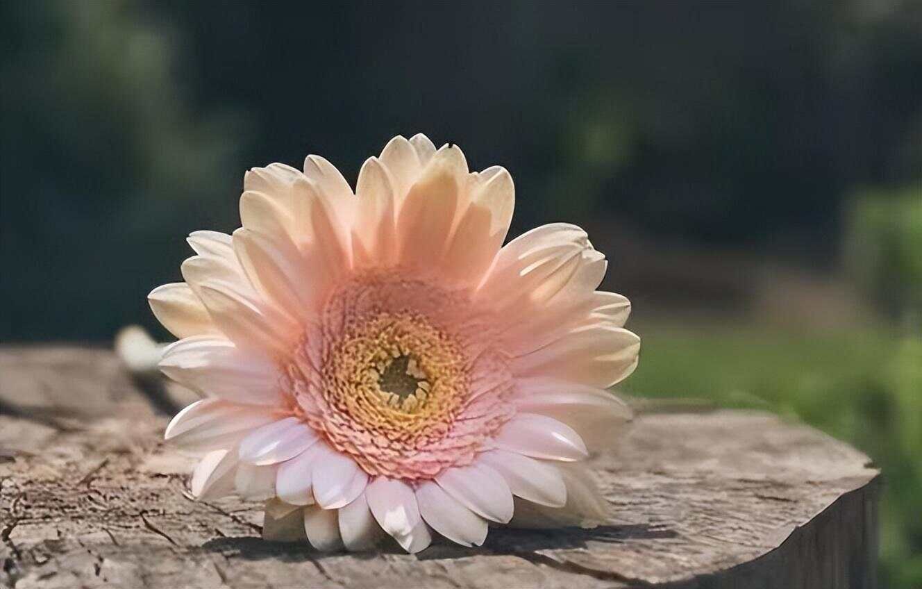 人老了，走不动时才明白，父母和子女是一种交换关系
