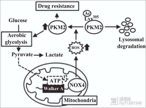 文献精读秋季班第十二讲内容提要：耐药研究套路