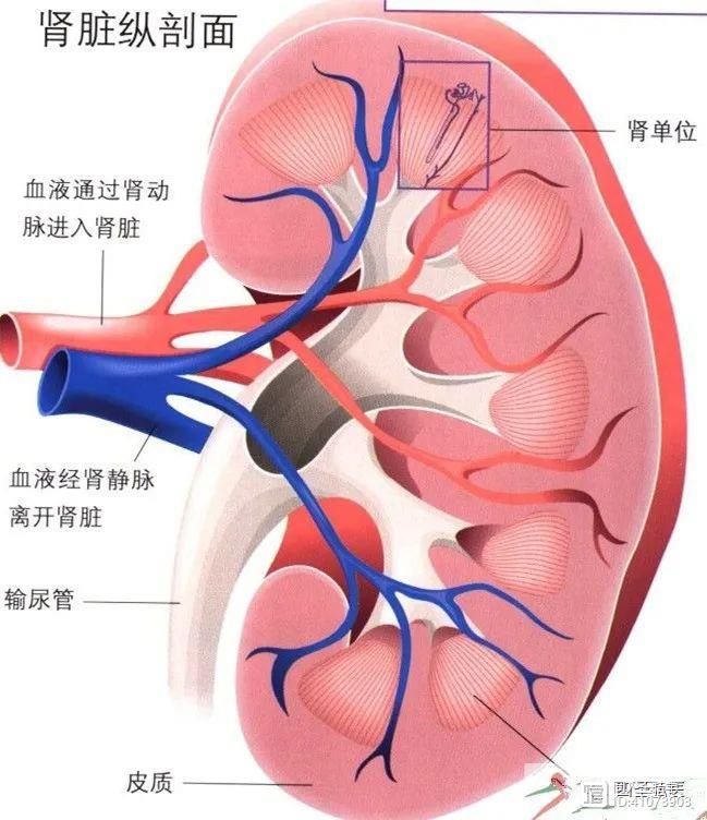 第252篇 同人现代语言解读伤寒系列（14）