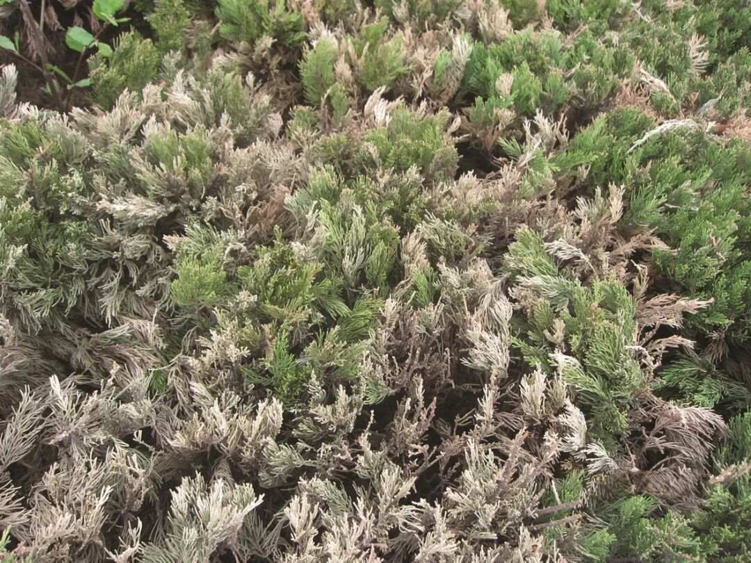 专家精讲‖柏大蚜的识别与防治