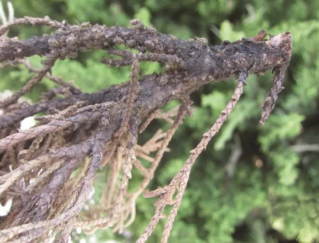 专家精讲‖柏大蚜的识别与防治
