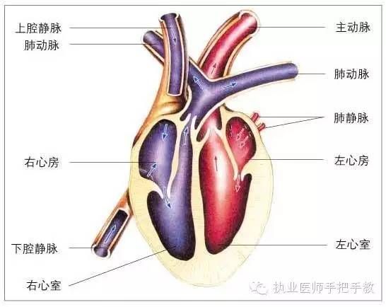 轻松记住心内科基础知识